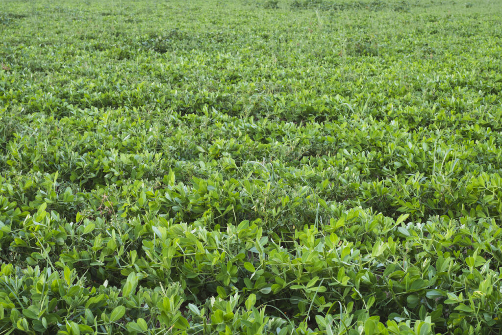Erdnussfeld, Hayat Delikatessen, Köstlichkeiten, Erdnüsse mit Haut, Hayat Trading