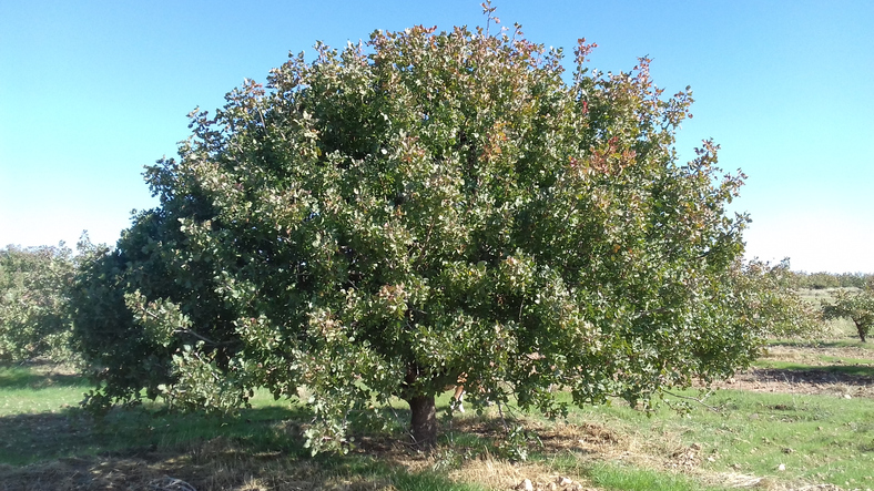 Pistazienbaum, Hayat Delikatessen, Hayat Trading, Feinste Nüsse