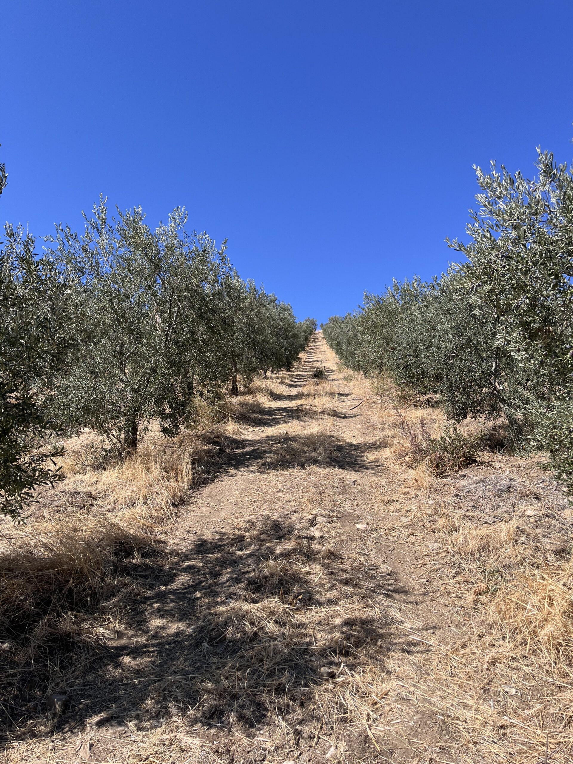 Hayat Delikatessen, Oliven aus Köprübasi, Oliven Al Forno in Salz