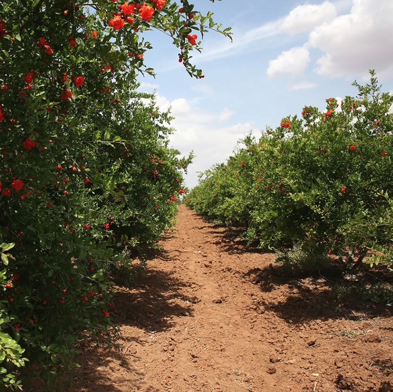 Hayat Trading, Hayat Delikatessen, Granatapfelessenz, Granatapfelmelasse, Türkische Produkte